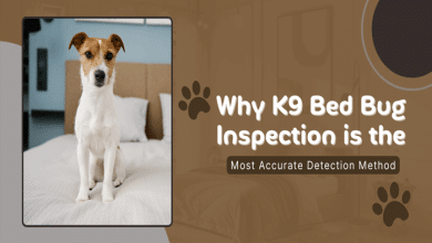 Why K9 Bed Bug Inspection is the Most Accurate Detection Method