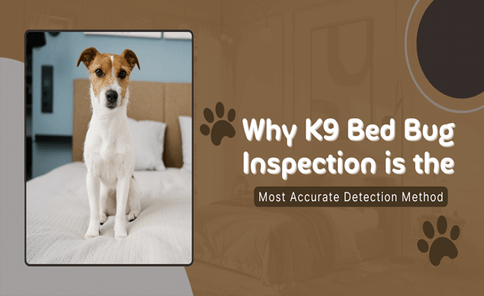 Why K9 Bed Bug Inspection is the Most Accurate Detection Method