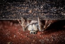 Why Funnel Weaver Spiders Build Webs in Corners and How to Stop Them