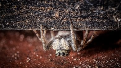 Why Funnel Weaver Spiders Build Webs in Corners and How to Stop Them