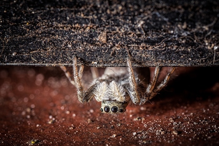 Why Funnel Weaver Spiders Build Webs in Corners and How to Stop Them