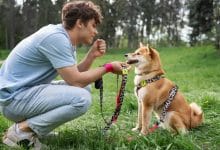cute shiba inu pet with family 23 2149428911