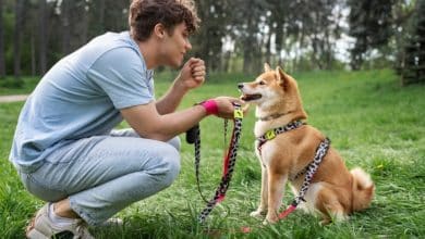 cute shiba inu pet with family 23 2149428911