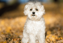 Finding Your Perfect Match Moodle Puppies for Sale