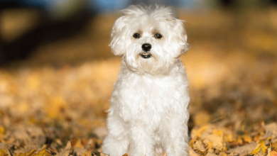Finding Your Perfect Match Moodle Puppies for Sale