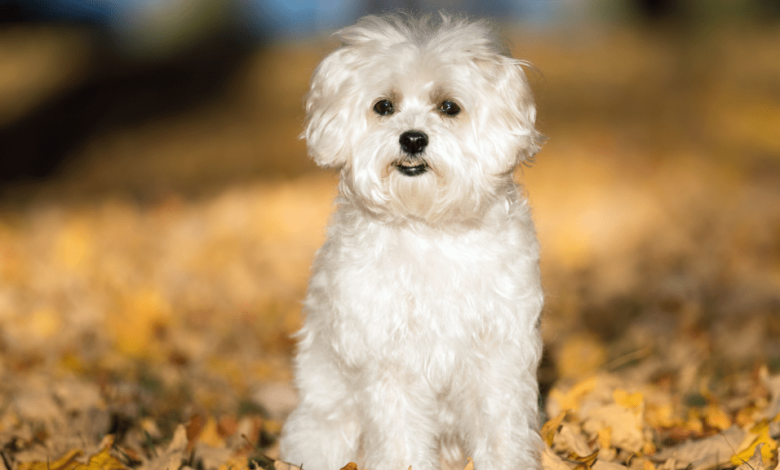 Finding Your Perfect Match Moodle Puppies for Sale
