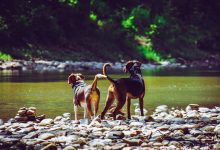 Creative Ways to Bond with Your Pet Without Spending Much