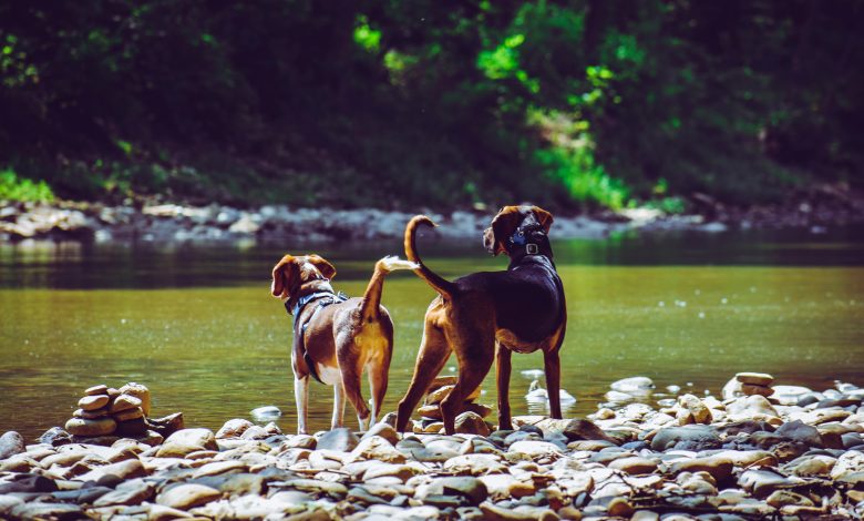 Creative Ways to Bond with Your Pet Without Spending Much
