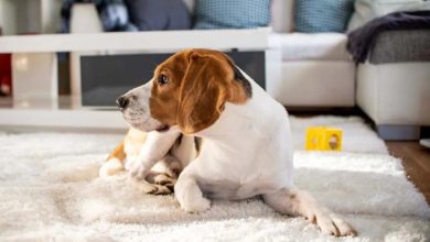 How Experts in Independence MO Handle Pet Stains and Odors at Home