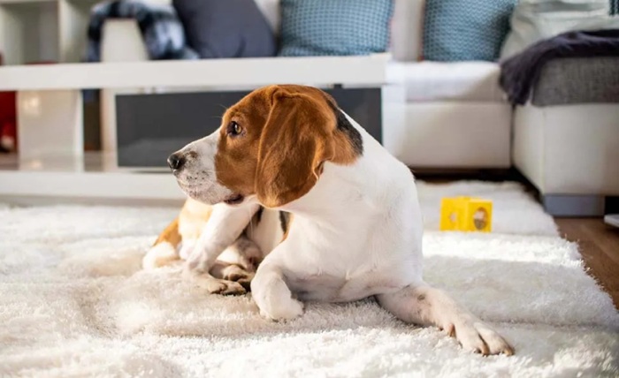 How Experts in Independence MO Handle Pet Stains and Odors at Home