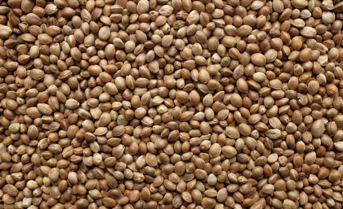 Herbal Seeds The Protein Rich Food You Need Now