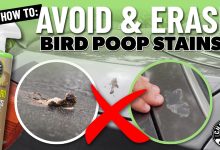 Ways To Protect Paint From Aussie UV And Bird Droppings