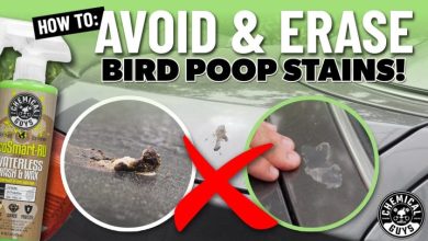 Ways To Protect Paint From Aussie UV And Bird Droppings e1774001410513